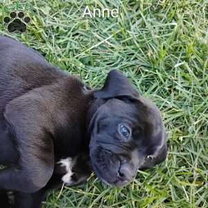 Anne, Boxador Puppy